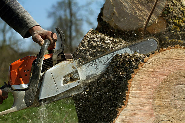 Best Storm Damage Tree Cleanup  in Clatskanie, OR